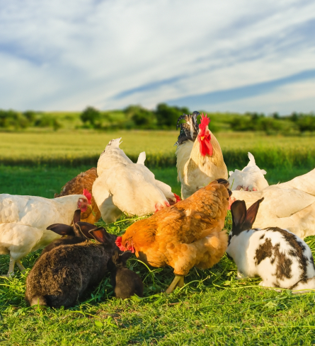 Vente de Viandes fermières à Gozée